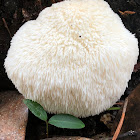 Lions Mane Mushroom