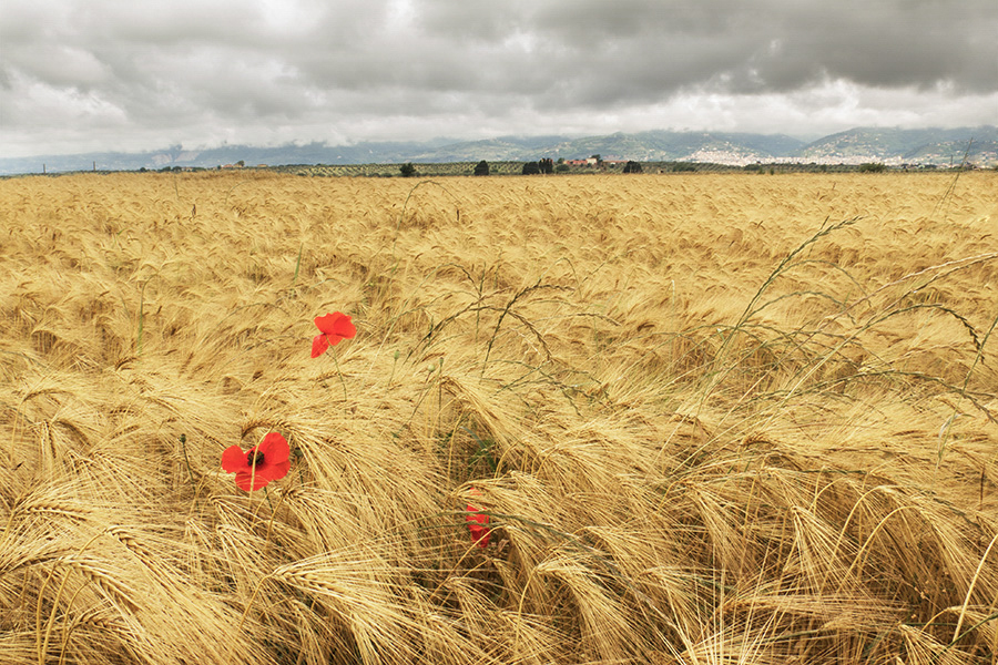 Un campo di pane di Utopia