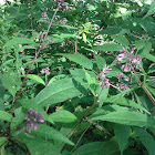 Sweet Joe-Pye Weed