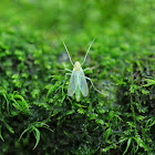 Green Midge