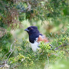 Eastern Towhee