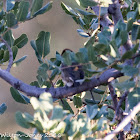 Blackcap; Curruca Capirotada