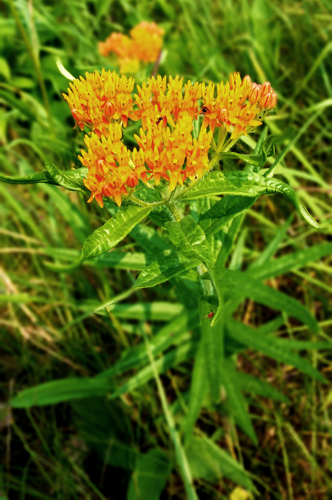 Butterfly Milkweed