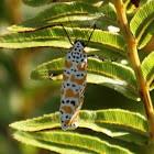 Bella, Ornate or Rattlebox Moth