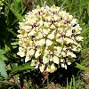 Antelope Horns Milkweed