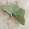 Common emerald moth