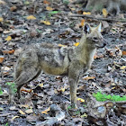 Jackal - Golden Jackal