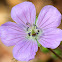 Wild Geranium