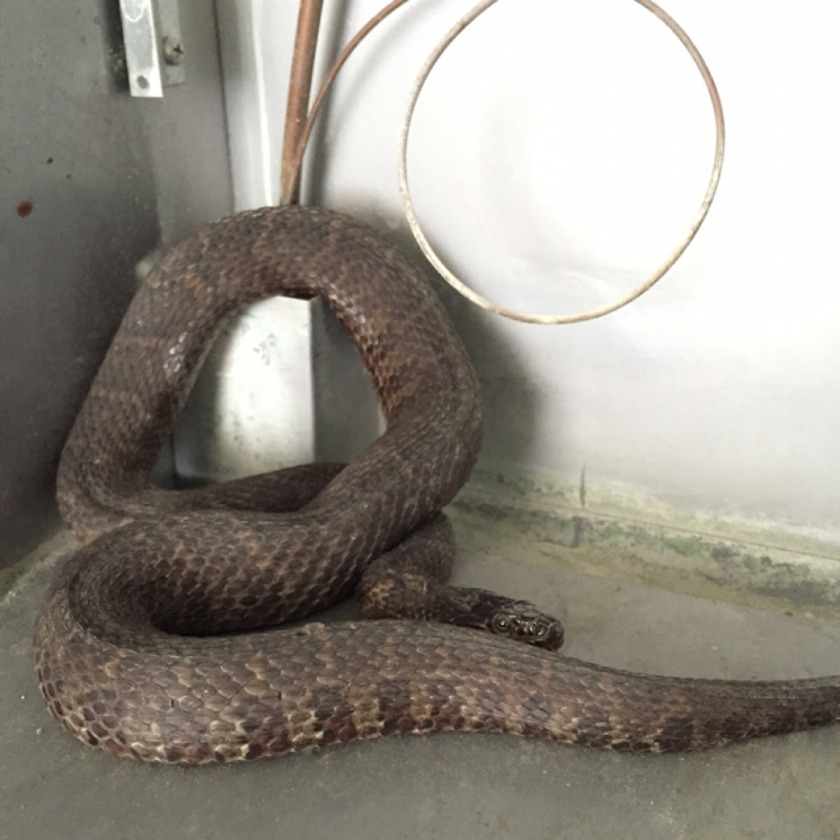 Northern Watersnake