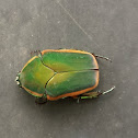 Green June Beetle