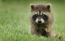 Raccoon - New Tab in HD small promo image