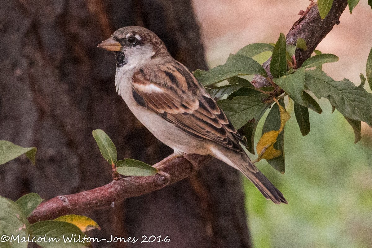 House Sparrow; Gorrión Común