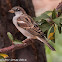 House Sparrow; Gorrión Común