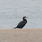 Cormorant