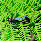 Keeled Skimmer; Libélula Azul