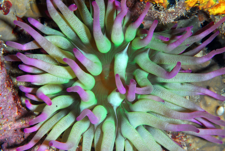 A colorful colony of polyps in a coral reef in Bonaire. 