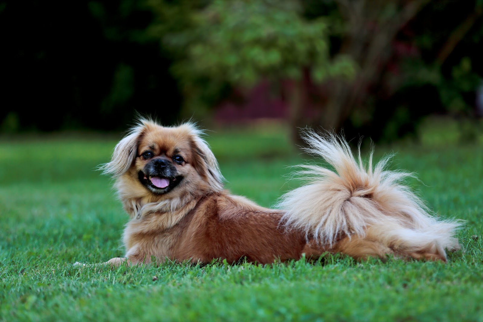 tibetan spaniel laying on grass