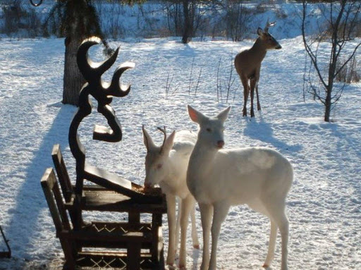 Rare albino deer spotted in Grayling Michigan