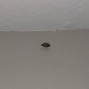 Brown Marmorated stink bug