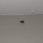 Brown Marmorated stink bug