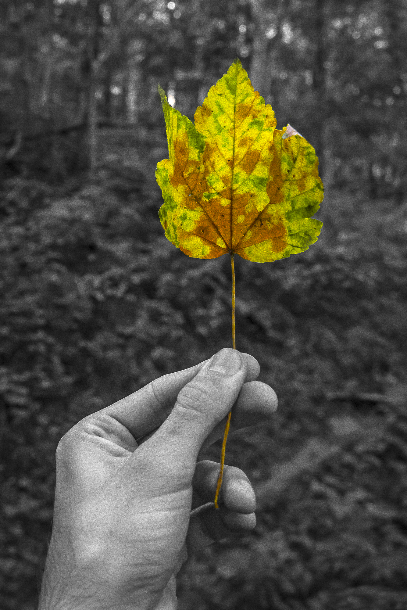 Anteprima d'autunno di Bernardinello Giorgio