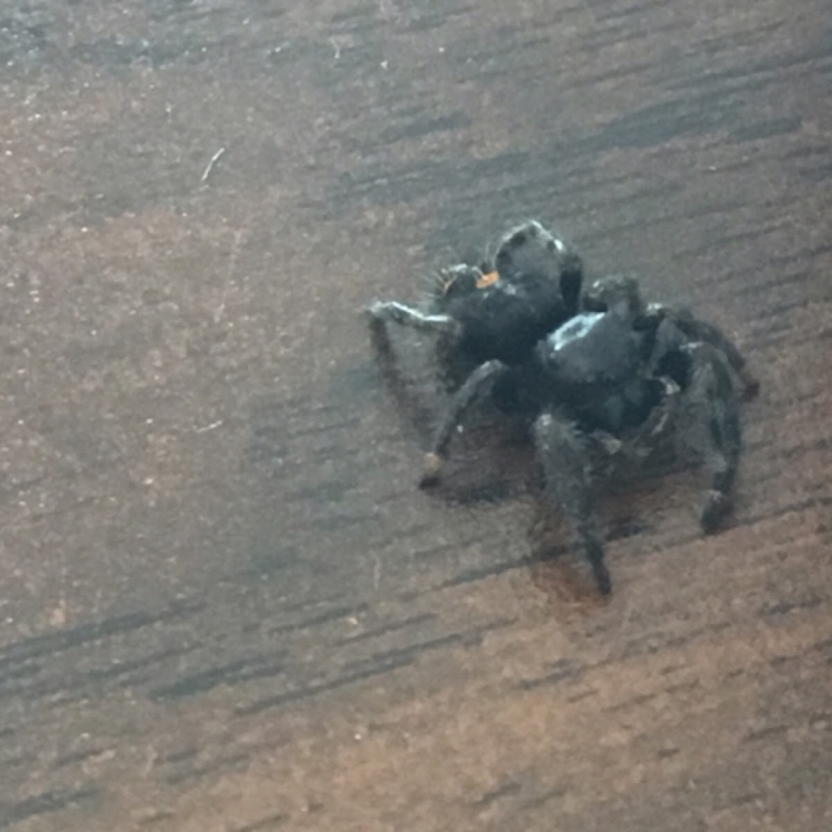 Bold Jumping Spider