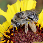 Longhorn Bee