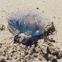 Portuguese man of war