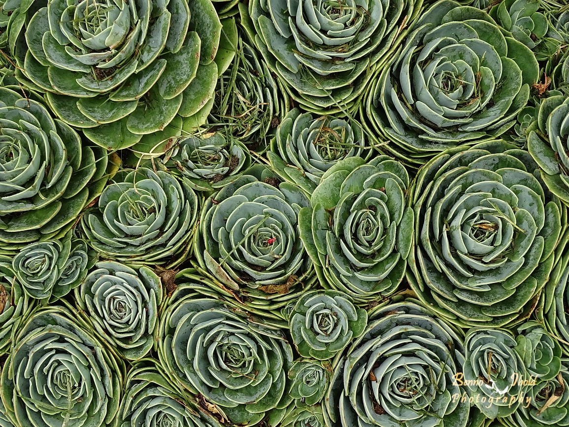 Houseleek