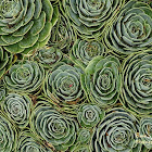 Houseleek