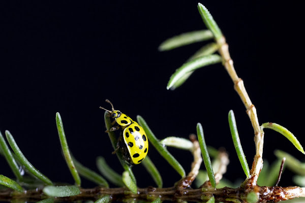 coccĭnus flavum di Sagit64