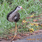 White-breasted Waterhen