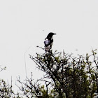 Magpie; Urraca