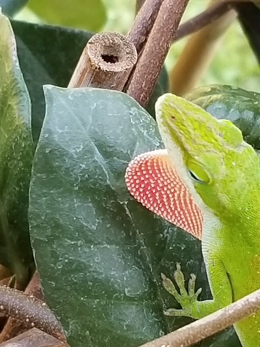 green anole