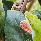 green anole