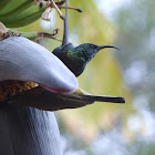 Bronzy sunbird