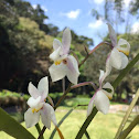 The Beautiful Osmoglossum