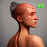 Female Anatomy 3d atlas icon