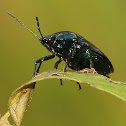 Blue Shieldbug