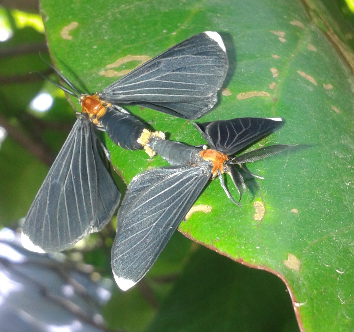 arctiid moth