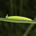 Common Evening Brown