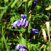 Great Blue Lobelia