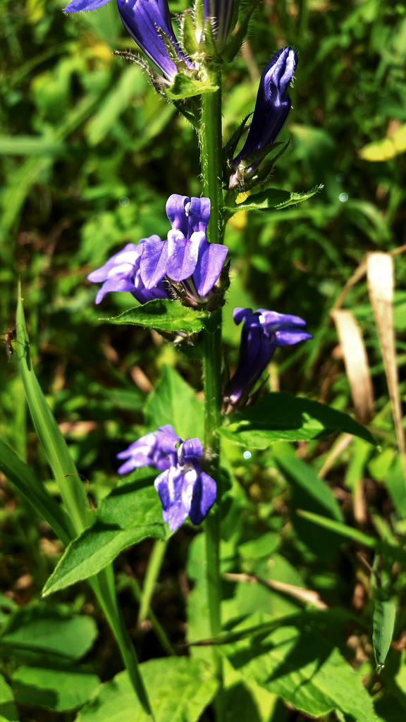 Great Blue Lobelia