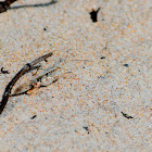 Seaside Grasshopper