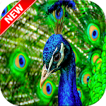 Cover Image of Download Peacock Wallpaper 1.0.0 APK