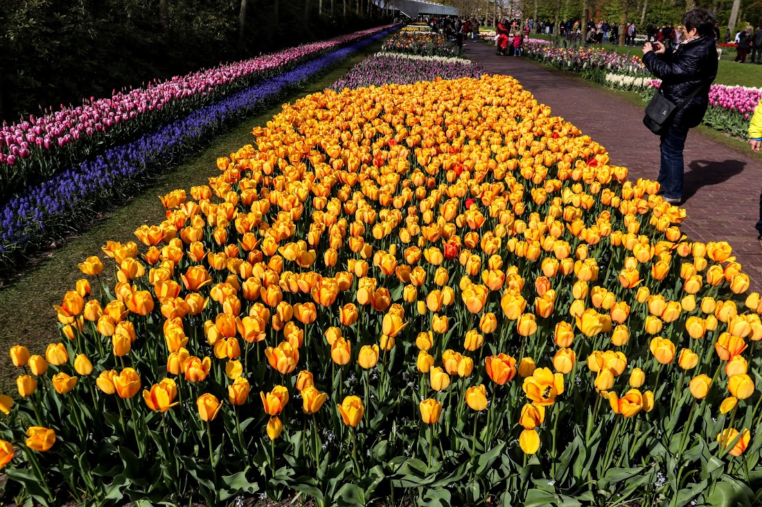 Парк Keukenhof, Ouddorp и Rotterdam "на закуску" - апрель 2017