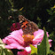 red admiral