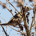 Zitting Cisticola; Buitrón