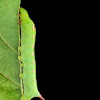 Vine Hawk Moth