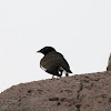 Common myna